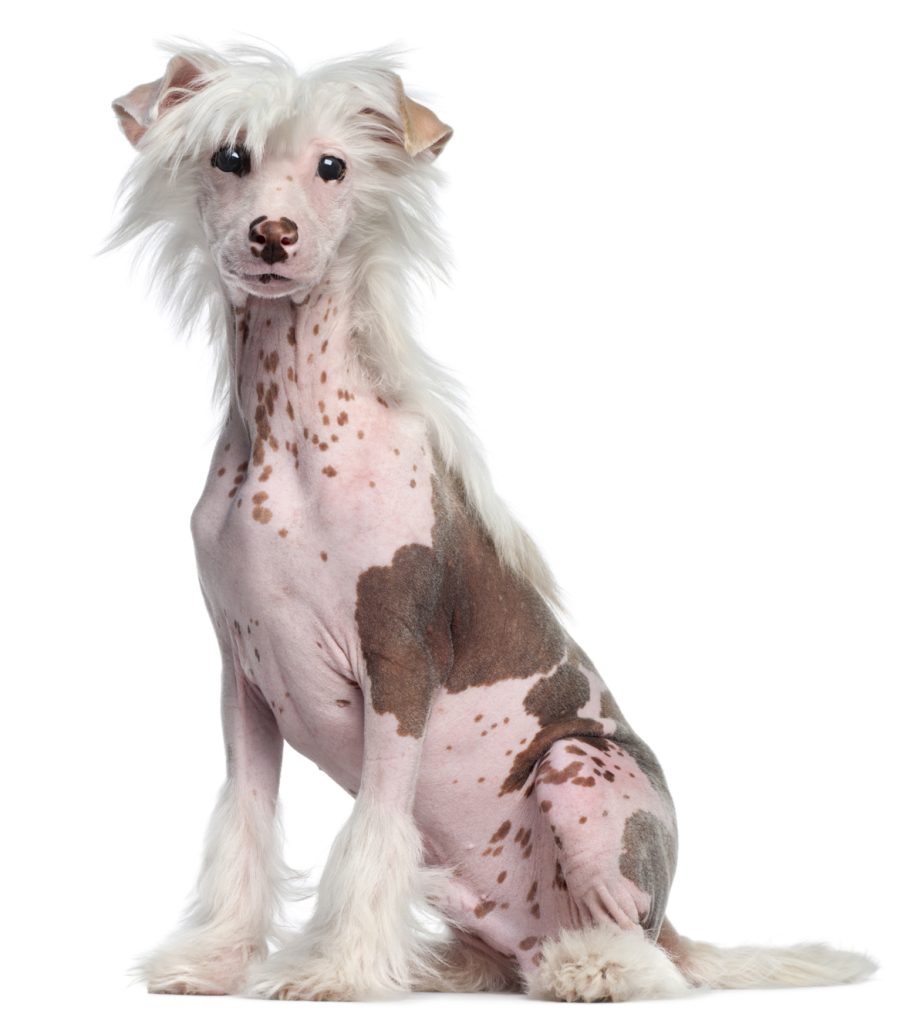 Dermatologia veterinària per a gossos i gats