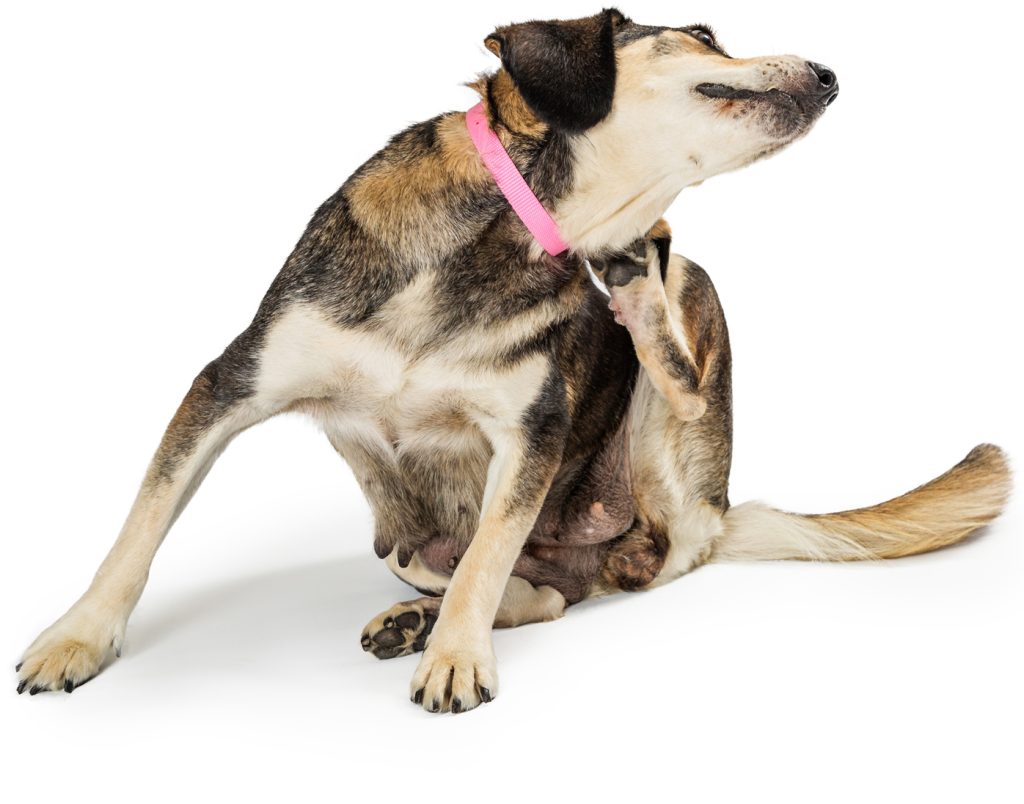 Dermatologia veterinària per a gossos i gats