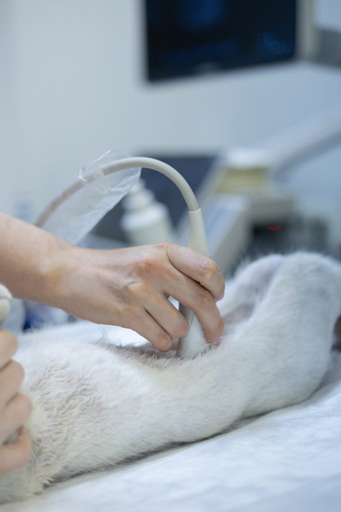 Equip d'ecografia veterinària de la clínica Vetera