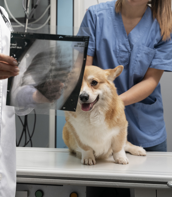 Radiografia digital veterinària per al diagnòstic d'un gos