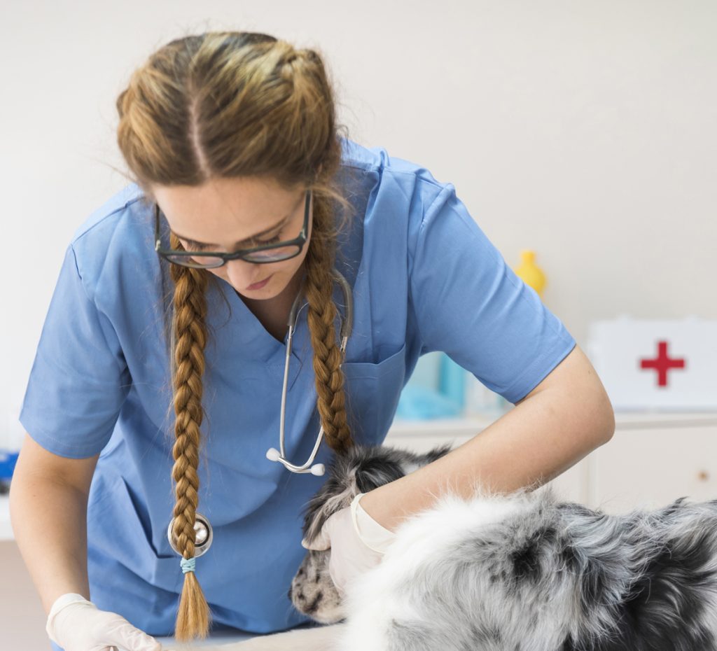 Dermatología canina